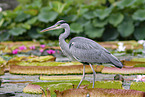 grey heron