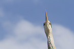 grey heron