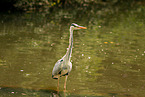 grey heron