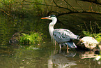 grey heron