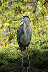grey heron