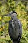 grey heron