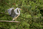 grey heron