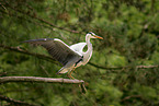 grey heron