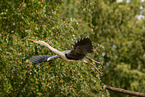 grey heron