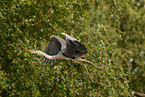grey heron