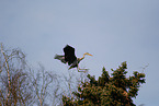 grey heron