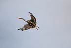 grey heron