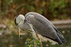 grey heron