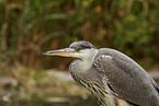 grey heron