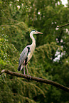 grey heron