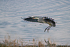 grey heron