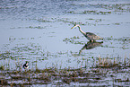 grey heron