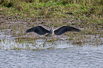 grey heron