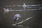 grey heron
