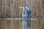 grey heron