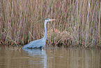 grey heron