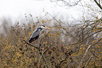 grey heron