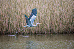 grey heron