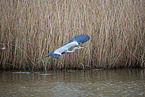 grey heron