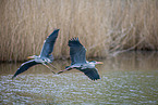 grey heron