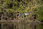 grey heron