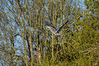 grey heron