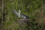 grey heron
