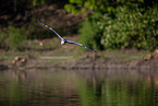 grey heron