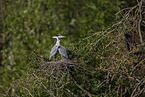 grey heron