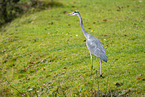 grey heron
