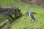 grey heron