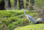 grey heron