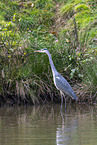 grey heron