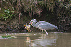 grey heron