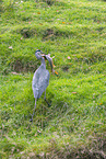 grey heron