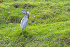 grey heron