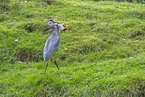 grey heron
