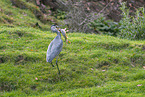 grey heron