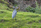 grey heron