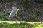 grey heron