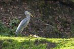 grey heron