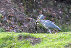 grey heron