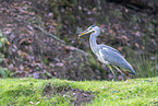 grey heron
