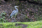 grey heron