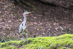grey heron