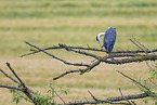 grey heron