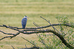 grey heron