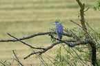 grey heron