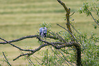 grey heron